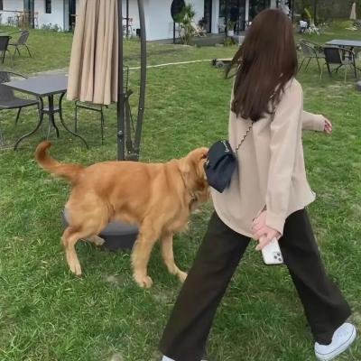 小丑回魂国语